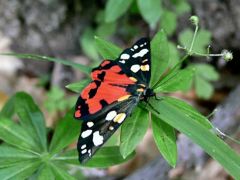 Fémes medvelepke, Panaxia dominula