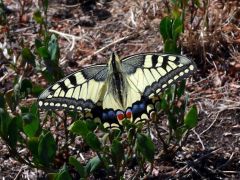 Fecskefarkú lepke (védett), Papilio machaon