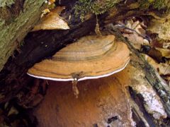 Derestapló, Ganoderma applanatum