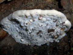 Fehéres likacsosgomba, Postia styptica
