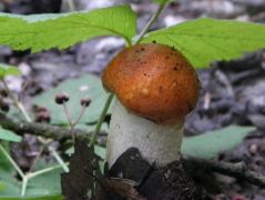 Vörös érdestinórú, Leccinum albostipitatum