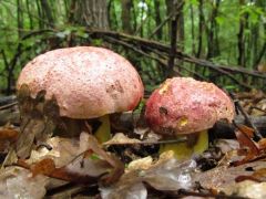 Királyvargánya, Boletus regius