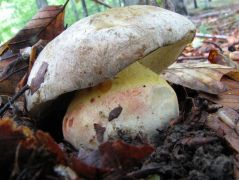 Fakó tinórú, Boletus fechtneri