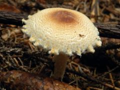 Hasasspórás őzlábgomba, Lepiota ventriosospora