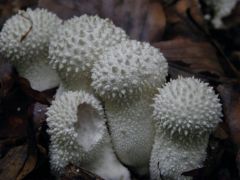 Bimbós pöfeteg, Lycoperdon perlatum