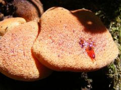 Májgomba, Fistulina hepatica