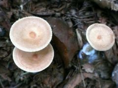 Sereges tölcsérgomba, Clitocybe gibba