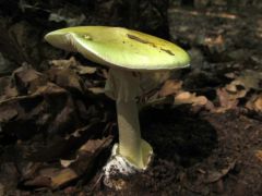 Gyilkos galóca, Amanita phalloides