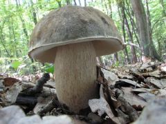 Bronzos vargánya, Boletus aereus