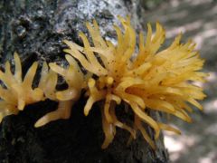 Árszerű enyves-korallgomba, Calocera cornea