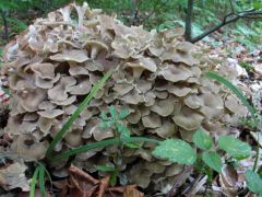 Tüskegomba, polyporus umbellatus (védett)