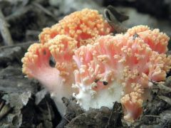 Cifra korallgomba, ramaria formosa