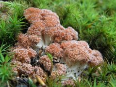 Rózsáságú korallgomba, Ramaria botrytis