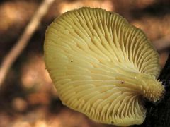 Illatos dücskőgomba, Lentinus suavissimus