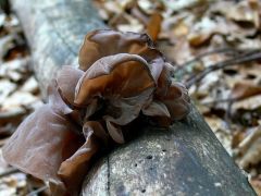 Júdásfüle-gomba, Auricularia auricula-judae