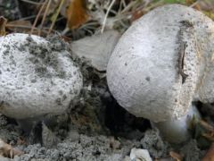 Gyökeres tarlógomba, Leucoagaricus barssii - szintén régen láttuk