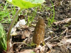 Hegyes kucsmagomba - csak előkerült!