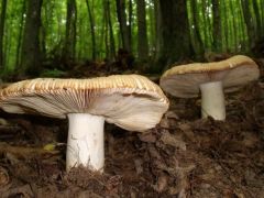 Büdös galambgombák mindenfelé