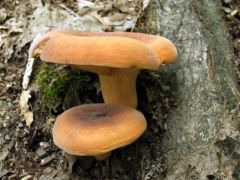 Azért kenyérgombát is találtunk - párat