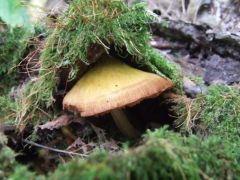 Sárga csengettyűgomba - nehéz szűlés...