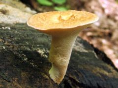 Olaszgomba, a védett