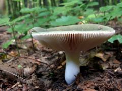 Dióízű galambgomba