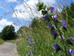 Terjőke kígyószisz - nyári hangulat