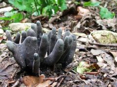 Útszéli bunkós agancsgomba csoport