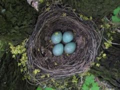 Rigófészek, fél méter magasan