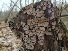 Xylobolus frustulatus, összenőtt réteggomba