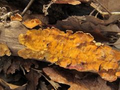 Stereum hirsutum, borostás réteggomba