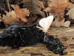 Az erdei dráma maradványai...