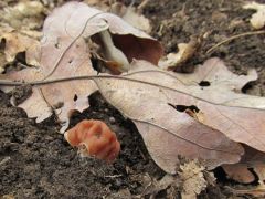 Az óriás is kicsiként kezdi!