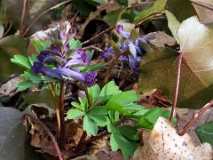 Ujjas keltike - mutatóban