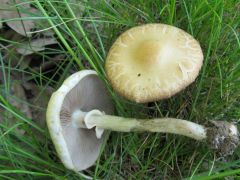 Az árnyékban pár gomba is akad