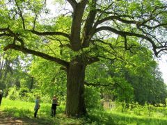 A tölgyek is impozánsak