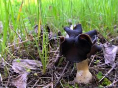 A napot megkoronázó homoki papsapka