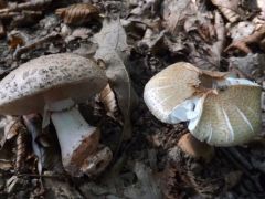 Amanita rubescens, piruló galóca
