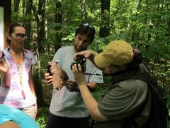 Növendék pecsétviaszgombák