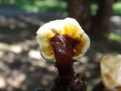 Ganoderma lucidum, pecsétviaszgomba