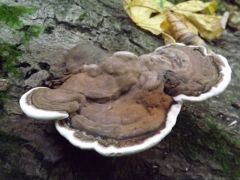 A tapló is gomba, ilyenkor is!