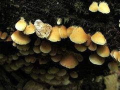 Kacskagomba faj - sajnos ismeretlen maradt