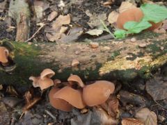 Auricularia auricula-judae, júdásfülgomba