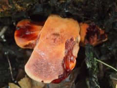 Fistulina hepatica, májgomba