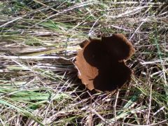 Romgomba - jellemző erre a napra...