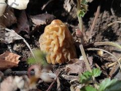 Az első cseh kucsmagombák - alig néhány