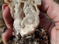 A jellegezetes többüregűség