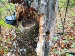 Az öreg fa rejtekén