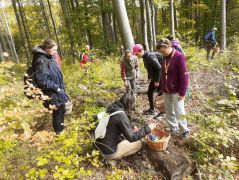 Jószerivel az erdőig sem  jutottunk el...