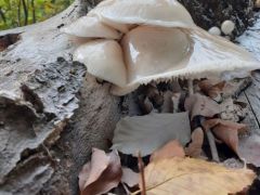 Gyűrűs fülőke dömping, első alkalommal